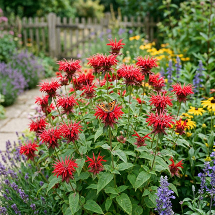 1000 Red Bee Balm Seeds for Planting - Vibrant Heirloom Perennial Garden Floral Decor, Easy to Grow Outdoor Landscape Blooms, Beautiful Bee Balm Plants