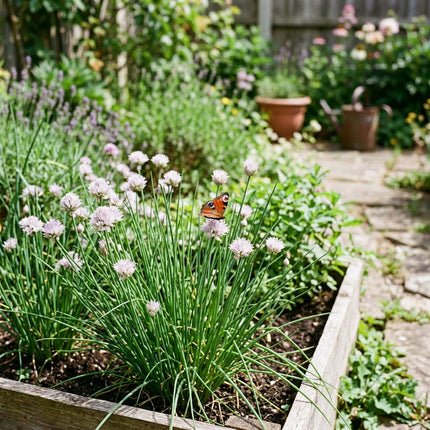 500 Broad Leaf Garlic Chives Seeds for Planting - Premium Heirloom Broad Leaf Garlic Chives Seeds for Home Garden