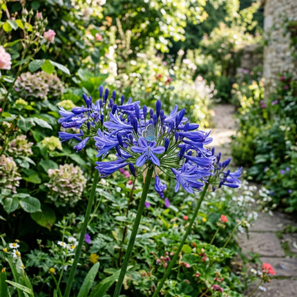 35 Blue African Lily Seeds for Planting - Premium Heirloom Blue African Lily Seeds for Home Garden