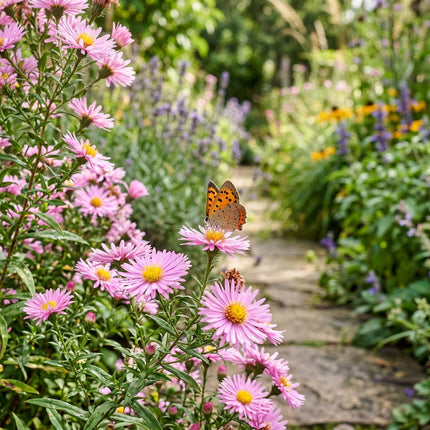 50 Pink Aster Seeds for Planting - Vibrant Heirloom Perennial Garden Floral Decor, Easy to Grow Outdoor Landscape Blooms, Beautiful Aster Plants