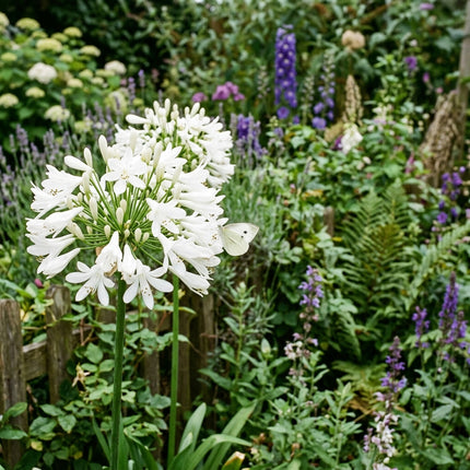 50 White African Lily Seeds for Planting - Premium Heirloom White African Lily Seeds for Home Garden