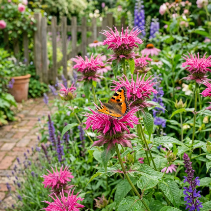 1000 Pink Bee Balm Seeds for Planting - Vibrant Heirloom Perennial Garden Floral Decor, Easy to Grow Outdoor Landscape Blooms, Beautiful Bee Balm Plants