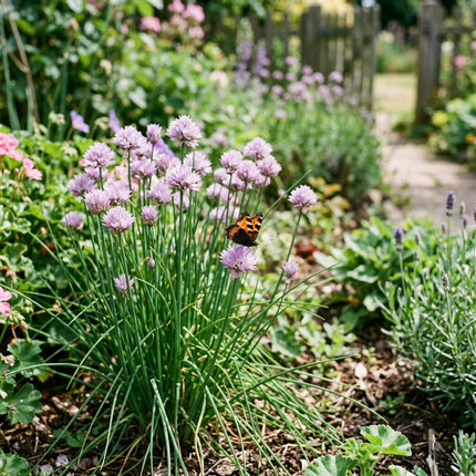 1000 Fine Leaf Garlic Chives Seeds for Planting - Premium Heirloom Fine Leaf Garlic Chives Seeds for Home Garden