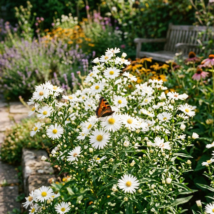 50 White Aster Seeds for Planting - Vibrant Heirloom Perennial Garden Floral Decor, Easy to Grow Outdoor Landscape Blooms, Beautiful Aster Plants