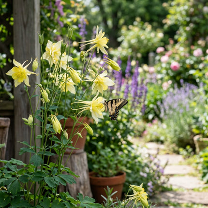 350 Yellow Columbine Seeds for Planting - Vibrant Heirloom Perennial Garden Floral Decor, Easy to Grow Outdoor Landscape Blooms, Beautiful Columbine Plants