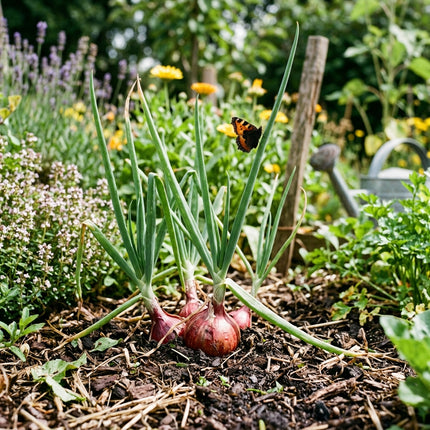 1000 Red Bulb Onions Seeds for Planting - Premium Heirloom Red Bulb Onions Seeds for Home Garden