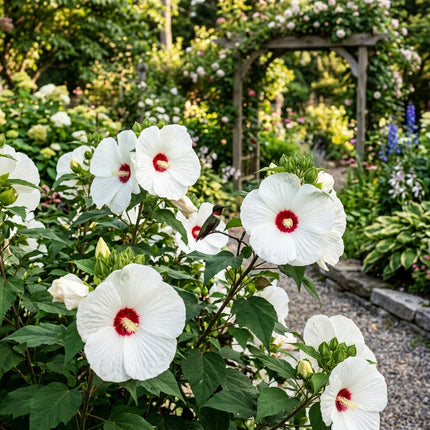 100 White Giant Hibiscus Seeds - Beautiful Garden Plants - Easy to Grow