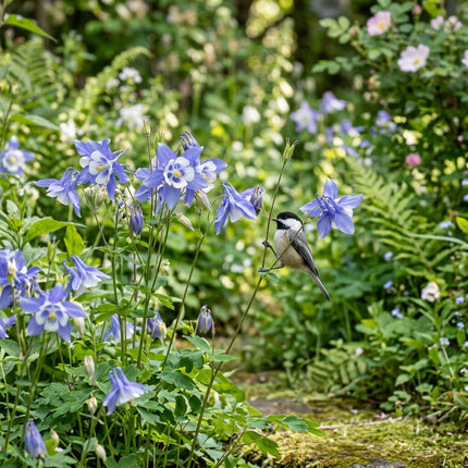 350 Blue Columbine Seeds for Planting - Vibrant Heirloom Perennial Garden Floral Decor, Easy to Grow Outdoor Landscape Blooms, Beautiful Columbine Plants