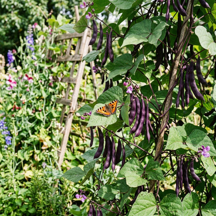 30 Purple Podded Beans Seeds for Planting - Premium Heirloom Purple Podded Beans Seeds for Home Garden