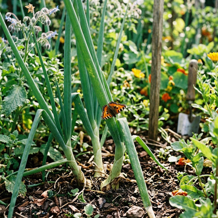 500 Japanese Bunching Onions Seeds for Planting - Premium Heirloom Japanese Bunching Onions Seeds for Home Garden