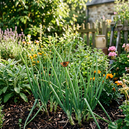 500 Evergreen Bunching Onions Seeds for Planting - Premium Heirloom Evergreen Bunching Onions Seeds for Home Garden