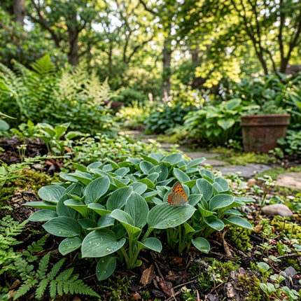 50 Miniature Hosta Seeds for Planting - Beautiful Garden Plants - Easy to Grow