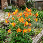 Orange Columbine Seeds - 350 Seeds