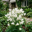 White Columbine Seeds - 350 Seeds
