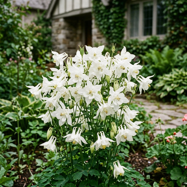 350 White Columbine Seeds for Planting - Heirloom White Columbine Flower Seeds for Home Garden