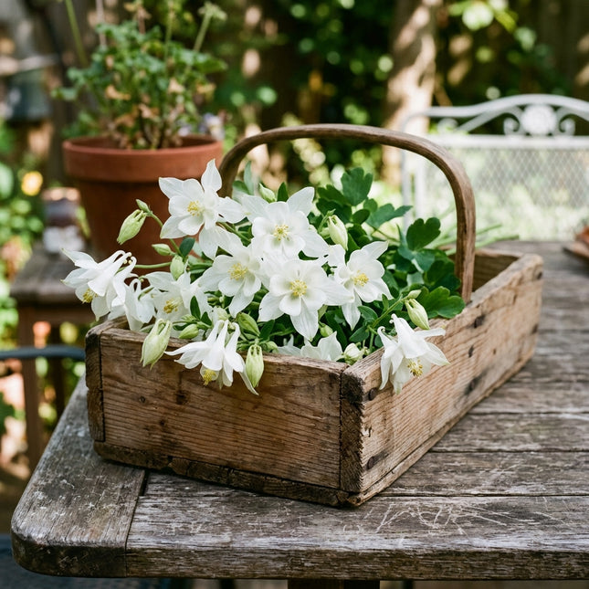 350 White Columbine Seeds for Planting - Heirloom White Columbine Flower Seeds for Home Garden