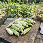Silver Queen Okra Seeds - 50 Seeds