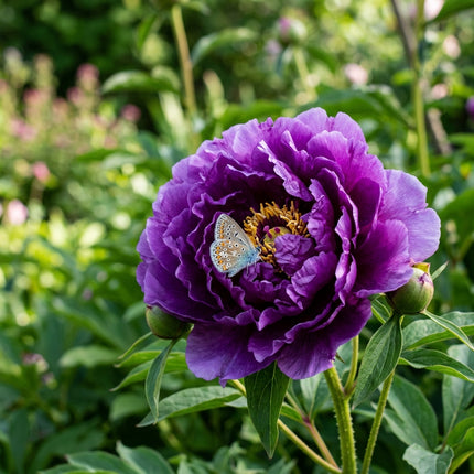 50 Purple Peony Seeds for Planting - Premium Heirloom Purple Peony Seeds for Elegant Home Garden Blooms