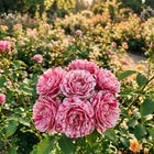 Premium Striped Rose Seeds - 50 Seeds