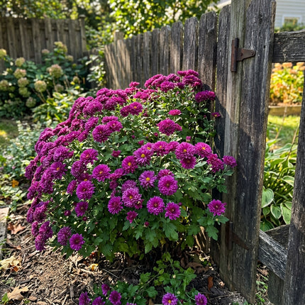50 Premium Purple Chrysanthemum Seeds - Beautiful Garden Flowers for Planting