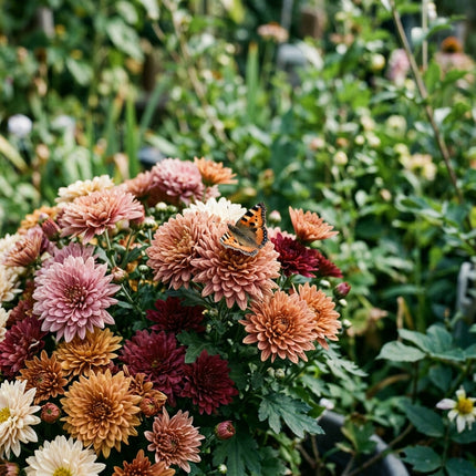 400 Vintage Tone Chrysanthemum Mix Seeds for Planting - Premium Heirloom Vintage Tone Chrysanthemum Mix Seeds for Home Garden Blooms