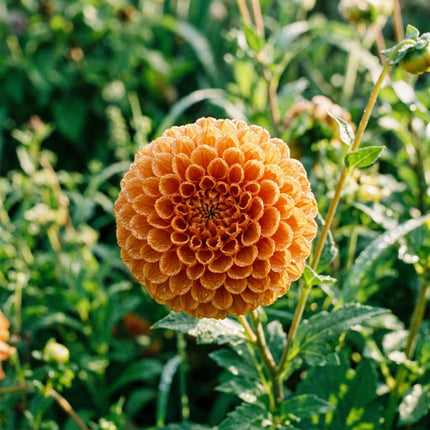 50 Premium Pompon Chrysanthemum Seeds - Beautiful Garden Flowers for Planting