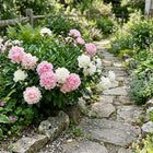 Romantic Pink White Mixed Peony Seeds - 50 Seeds
