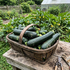 Black Beauty Zucchini Seeds - 30 Seeds