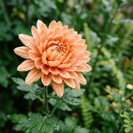 50 Premium Peach Chrysanthemum Seeds - Beautiful Garden Flowers for Planting