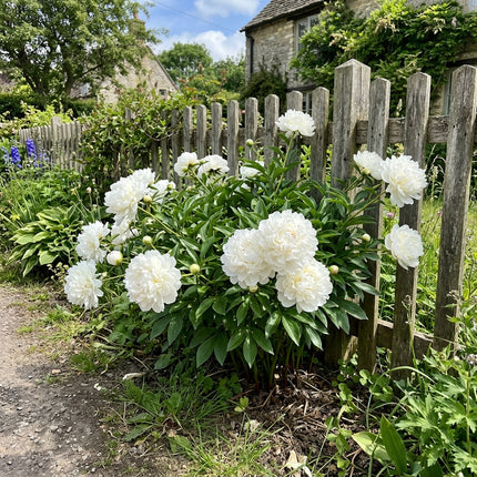 50 White Peony Seeds for Planting - Premium Heirloom White Peony Seeds for Elegant Home Garden Blooms