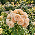 Premium Champagne Rose Seeds - 50 Seeds