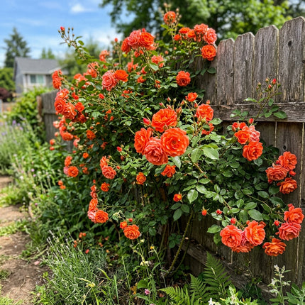 50 Premium Orange Rose Seeds - Beautiful Garden Flowers for Planting
