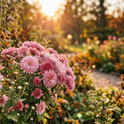 Premium Pink Chrysanthemum Seeds - 50 Seeds