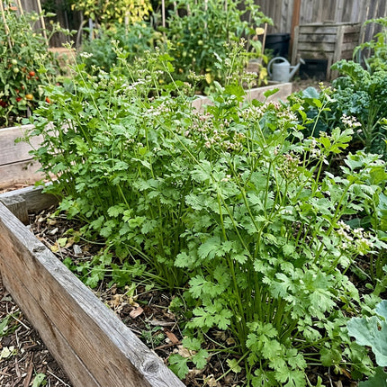 1000 Leisure Cilantro Seeds - Large Leaf Heirloom Herb Seeds