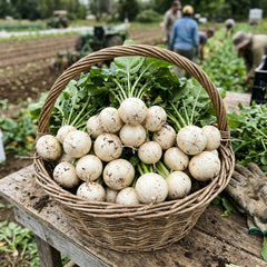 Collection image for: Radish Seeds