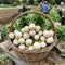 Radish Seeds