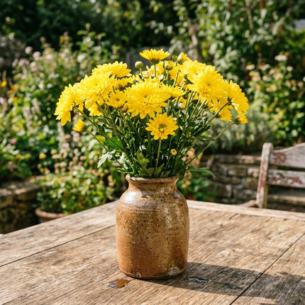 50 Premium Yellow Chrysanthemum Seeds - Beautiful Garden Flowers for Planting