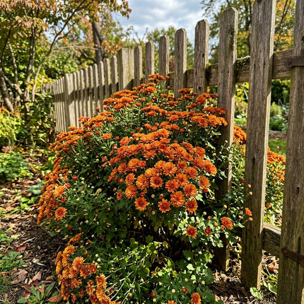 50 Premium Orange Chrysanthemum Seeds - Beautiful Garden Flowers for Planting