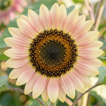 100 Strawberry Blonde Sunflower Seeds for Planting - Rare Pastel Pink & Rose Blooms - Heirloom Flower Seeds