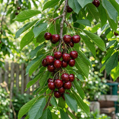 Collection image for: Cherry Seeds