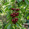 Cherry Seeds