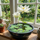 Pure White Bowl Lotus Seeds - 15 Seeds