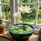 Lotus Seeds