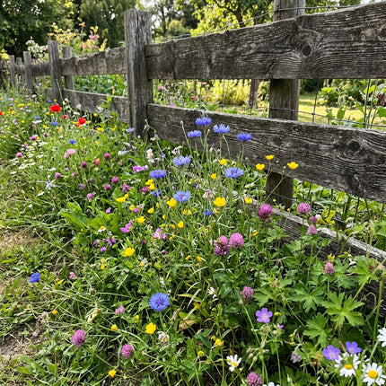 300 Dwarf Wildflower Mix Seeds - Premium Bulk Seed Blend for Easy Outdoor Garden Landscapes