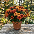 Autumn Glow Chrysanthemum Mix Seeds - 800 Seeds