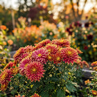Premium Bicolor Chrysanthemum Seeds - 50 Seeds