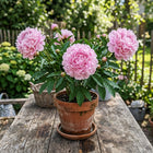 Pink Peony Seeds - 50 Seeds