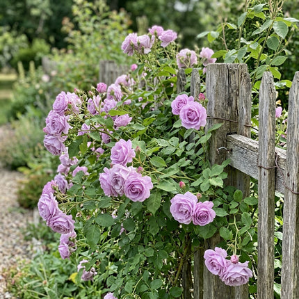 50 Premium Lavender Rose Seeds - Beautiful Garden Flowers for Planting