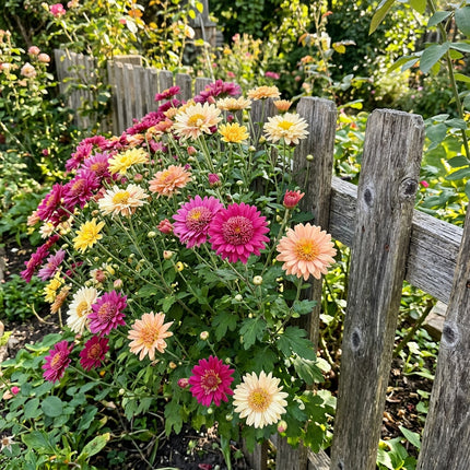 50 Premium Anemone Chrysanthemum Seeds - Beautiful Garden Flowers for Planting