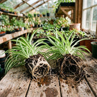 2 Live Variegated Spider Plant Cuttings